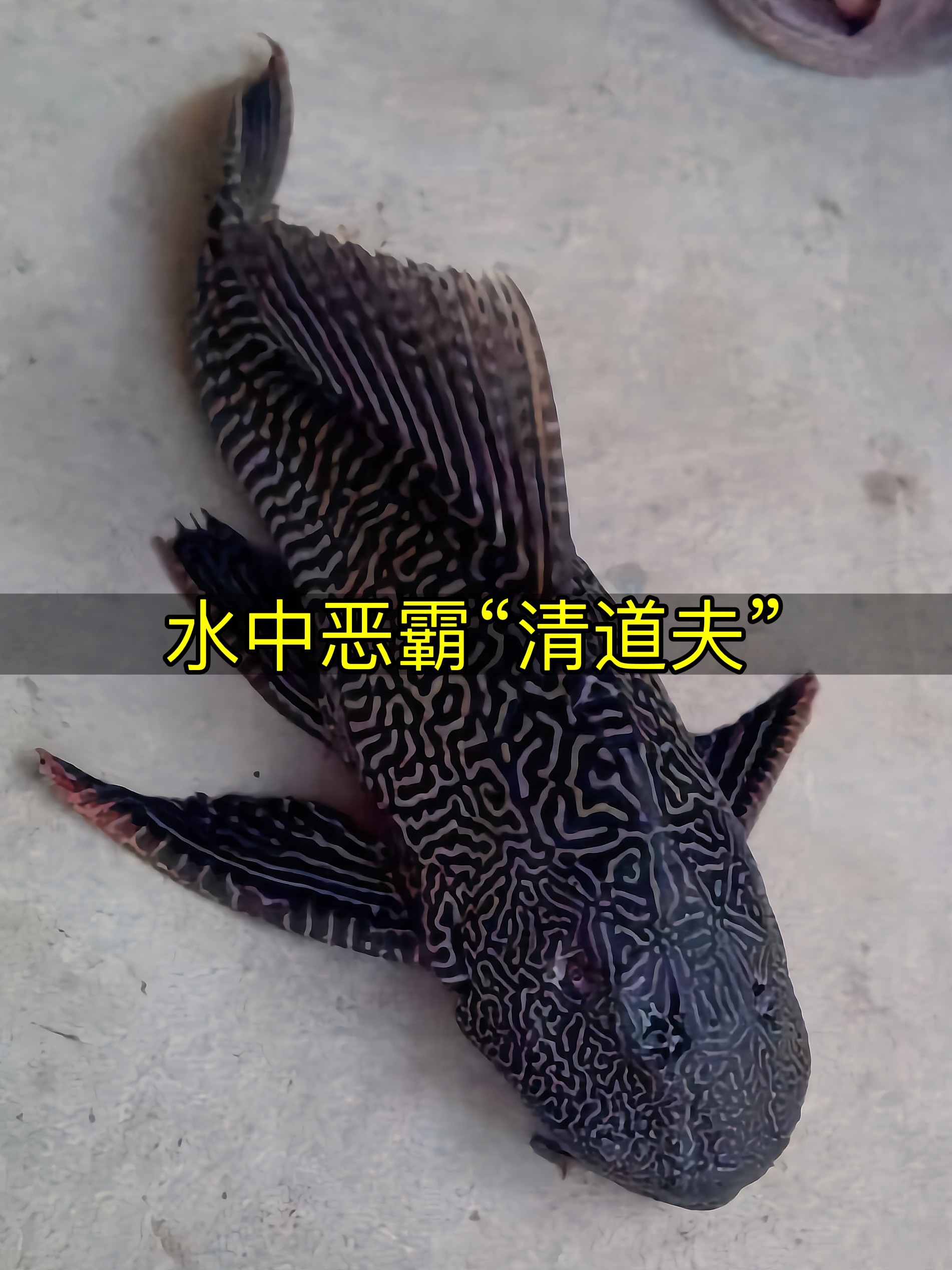 水中恶霸清道夫,看似柔弱实则是淡水鱼杀手