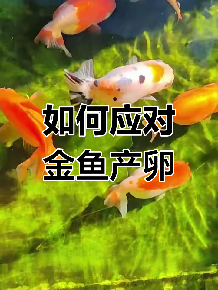 金鱼产卵后怎么办?三招搞定孵化问题
