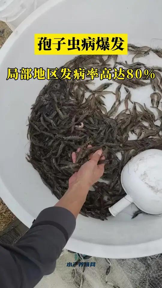 孢子虫一般在50天以内的发病率最高,由孢子虫引起的排塘现象尤为严重。养户应加强养殖环境的治