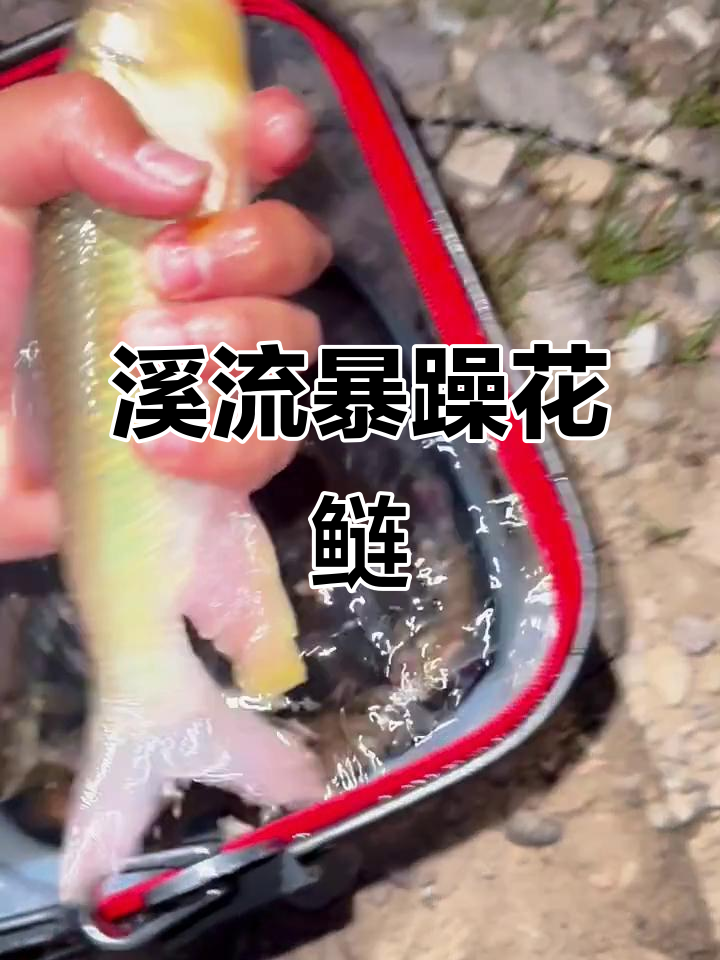 花鱼活跃,溪流急涨,鱼儿藏底狂躁!