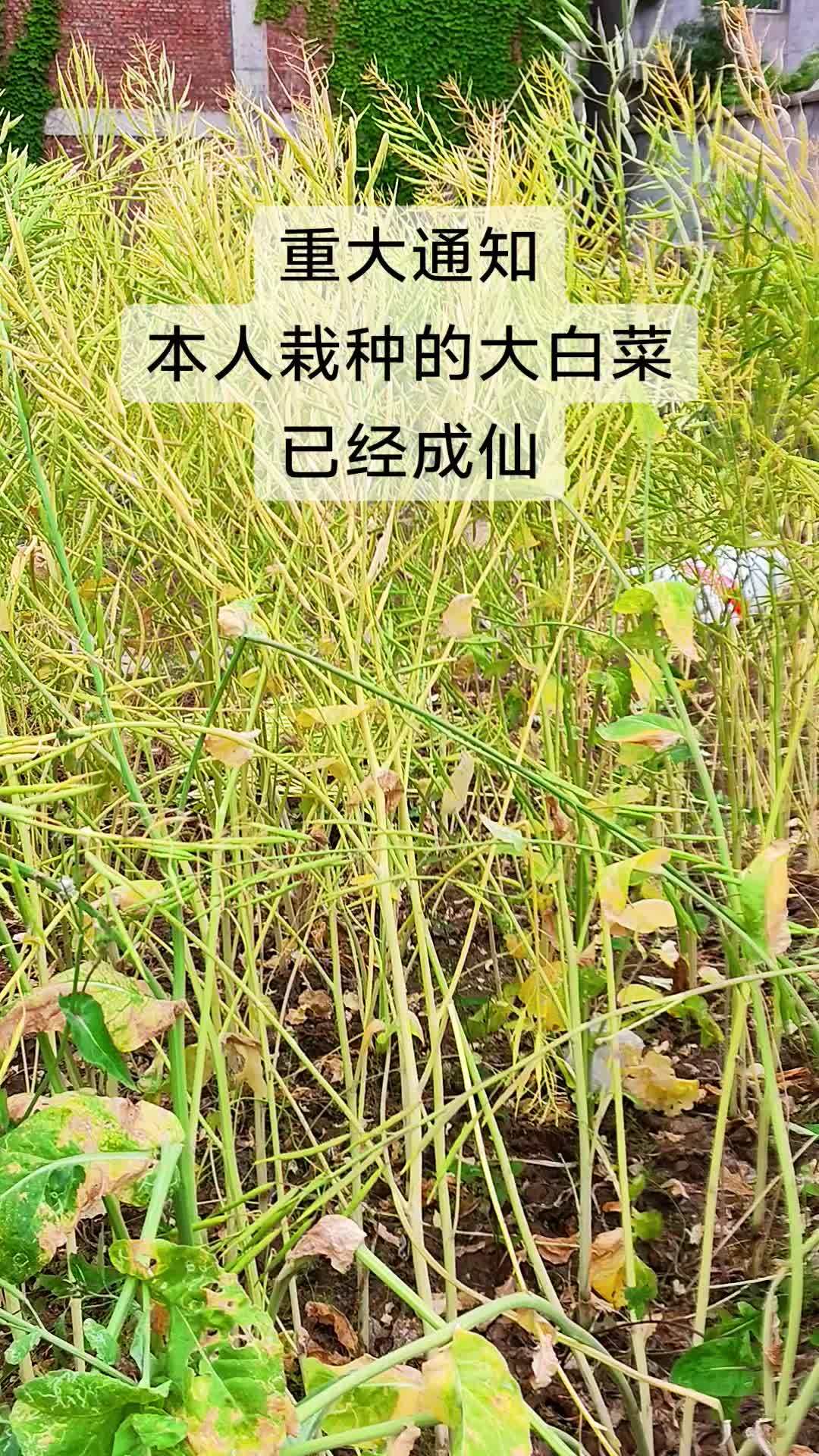 重大通知！本人精心种植的大白菜，一月没吃完，全部成仙了！#田地里的植物 #农作物实拍 #大