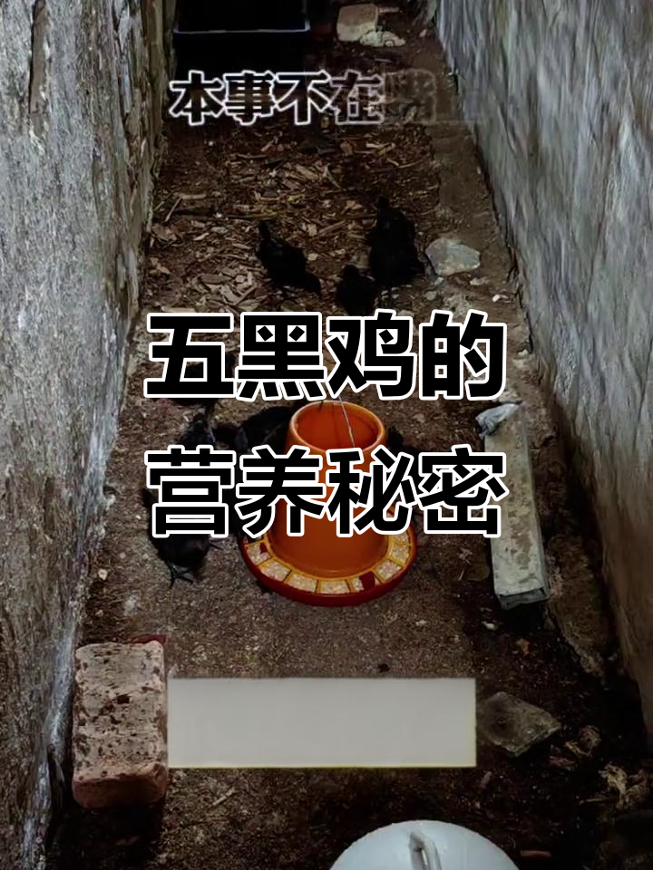 五黑鸡,珍稀滋补佳品,内外皆乌,营养价值极高