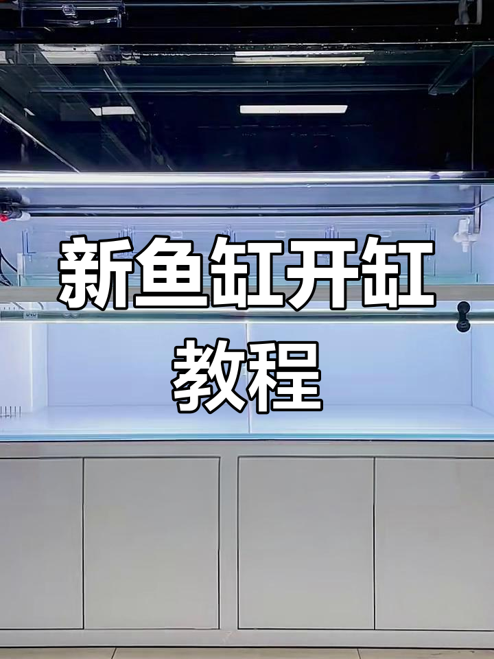 新鱼缸开缸全流程,轻松养龙鱼