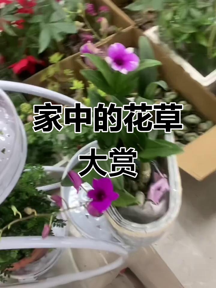 阳台小院里的花花草草,多肉、橘子、柠檬样样有
