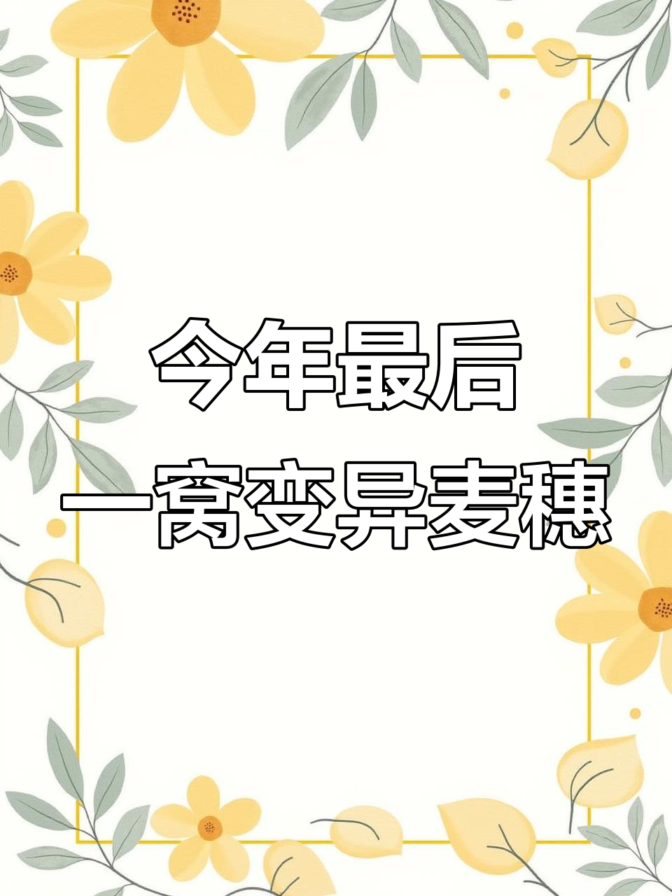 深秋麦穗鱼产卵,变异过程全纪录