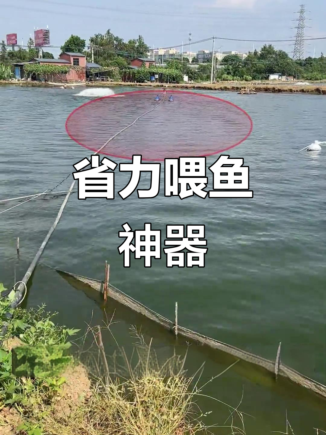 免搭台投料,喂鱼轻松又高效!