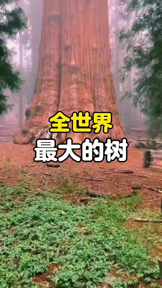 世界上最大的树