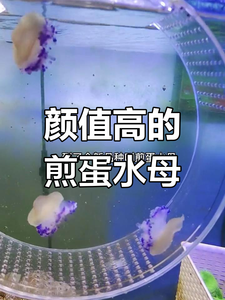 新品种煎蛋水母到货,高温适应性强