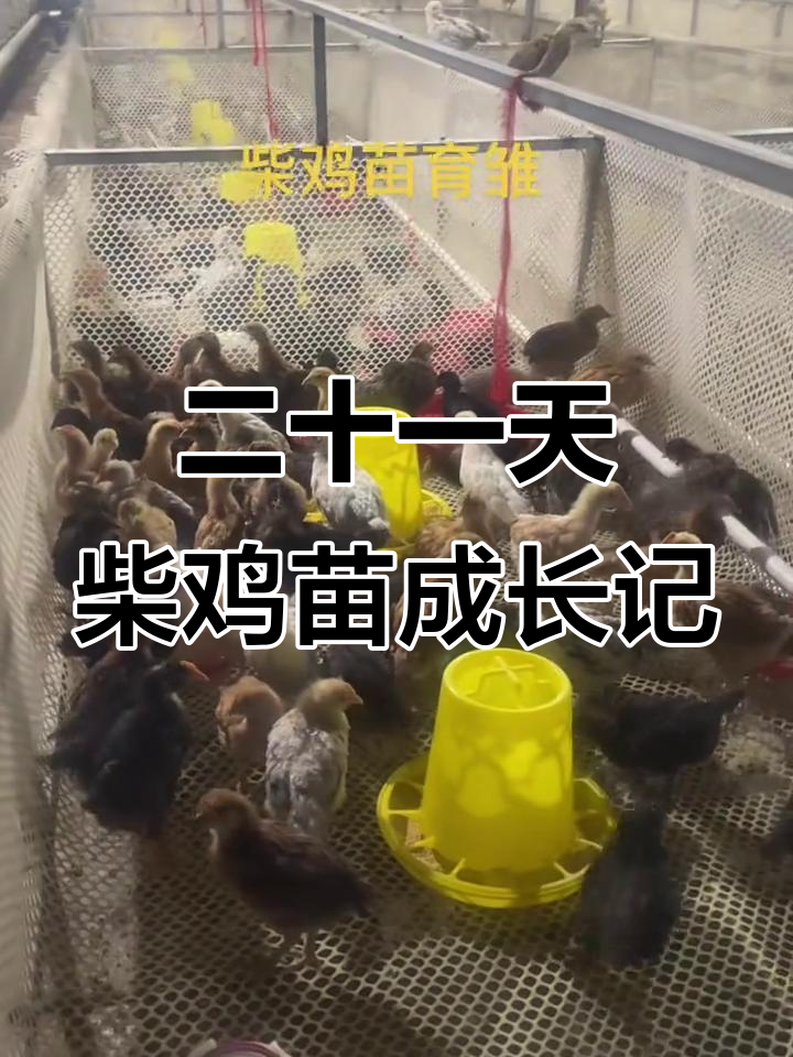 柴鸡苗孵化全程揭秘:疫苗接种与密度管理