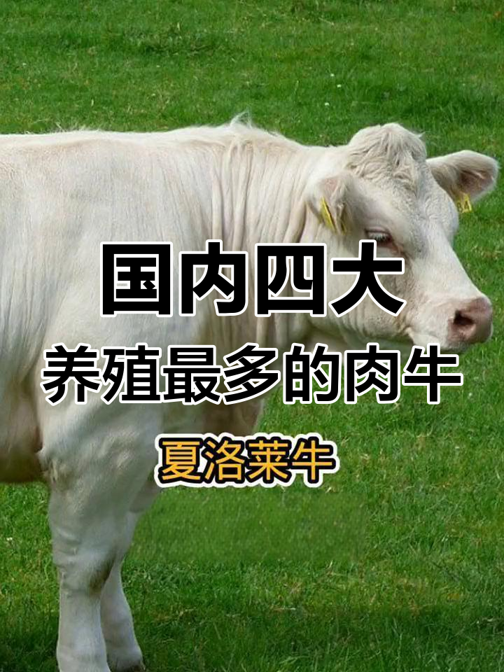 夏洛莱牛:法国名种肉牛,生长快、体型大