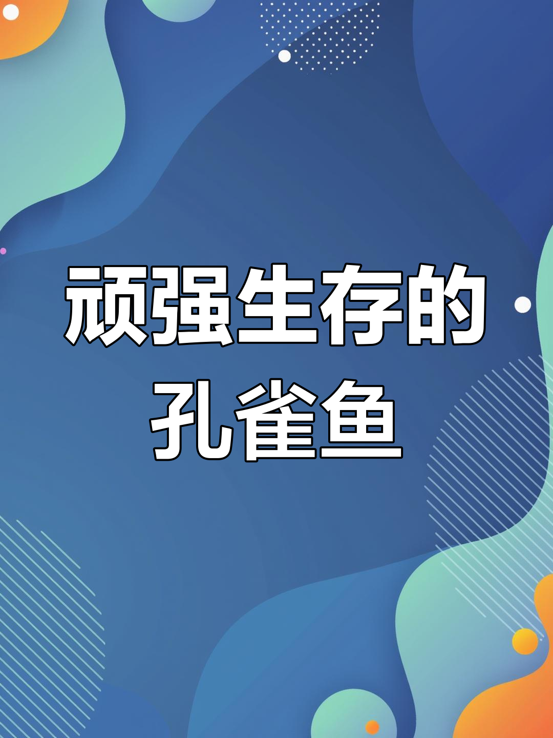 小水沟中的孔雀鱼,生命力惊人