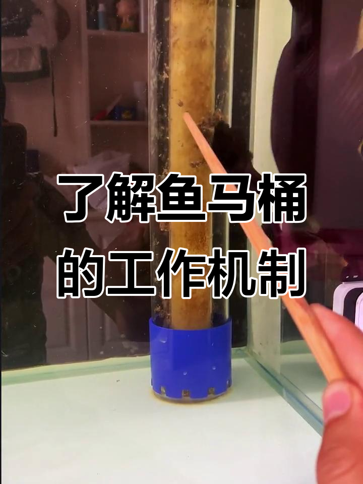 鱼马桶工作原理大揭秘,效果如何看这里
