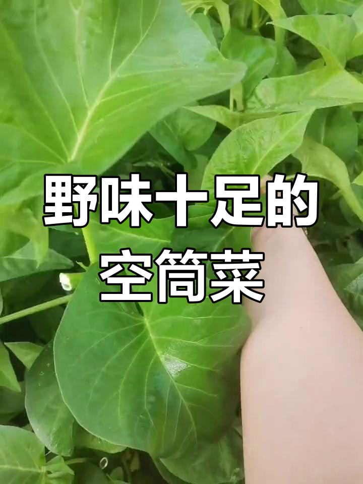空筒菜嫩绿茂盛,分枝繁多,吃上一口满嘴幸福!