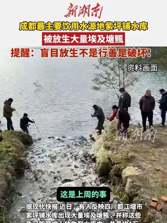 成都最主要饮用水源地紫坪铺水库 被放生大量埃及塘鲺 提醒：盲目放生不是行善是破坏！都江堰外