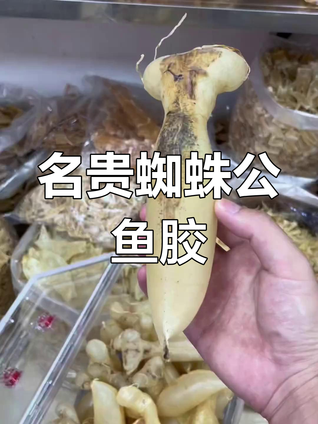 鱼胶越放越好,名贵蜘蛛公揭秘