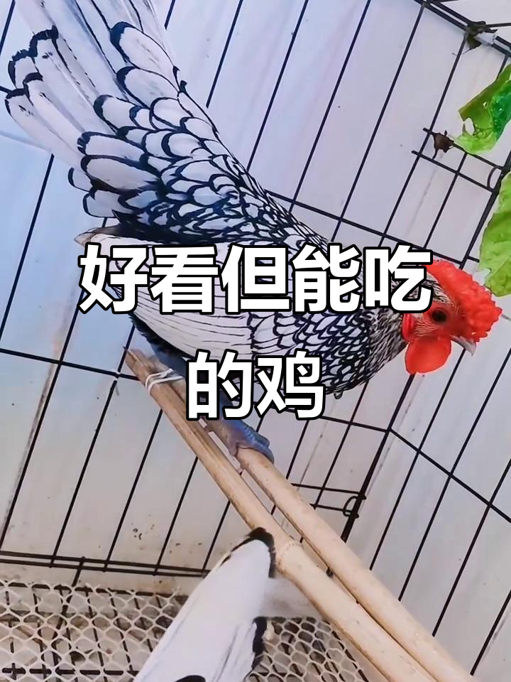 17种观赏鸡大揭秘,能吃吗?