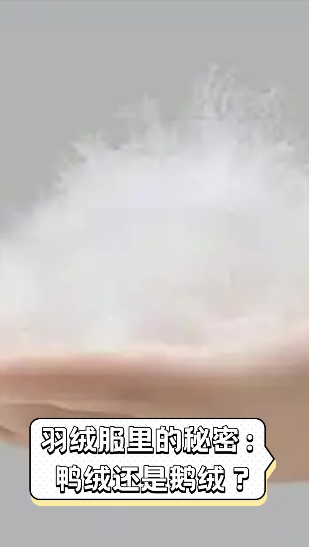 羽绒服里的秘密:鸭绒还是鹅绒?