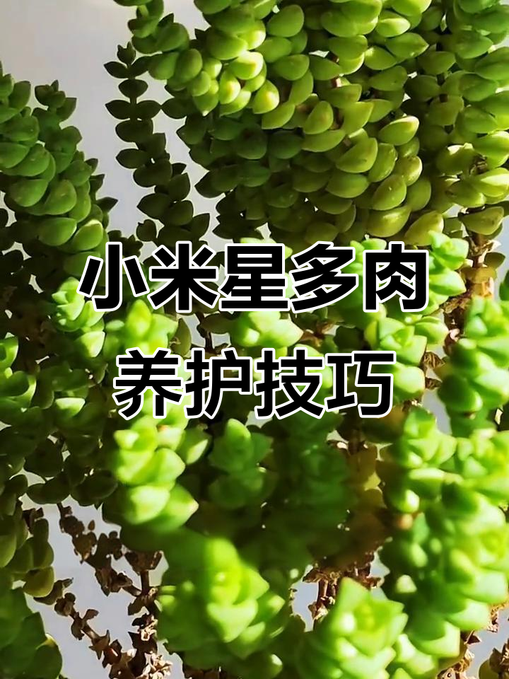 多肉小米星养护全攻略，轻松打造繁茂植物