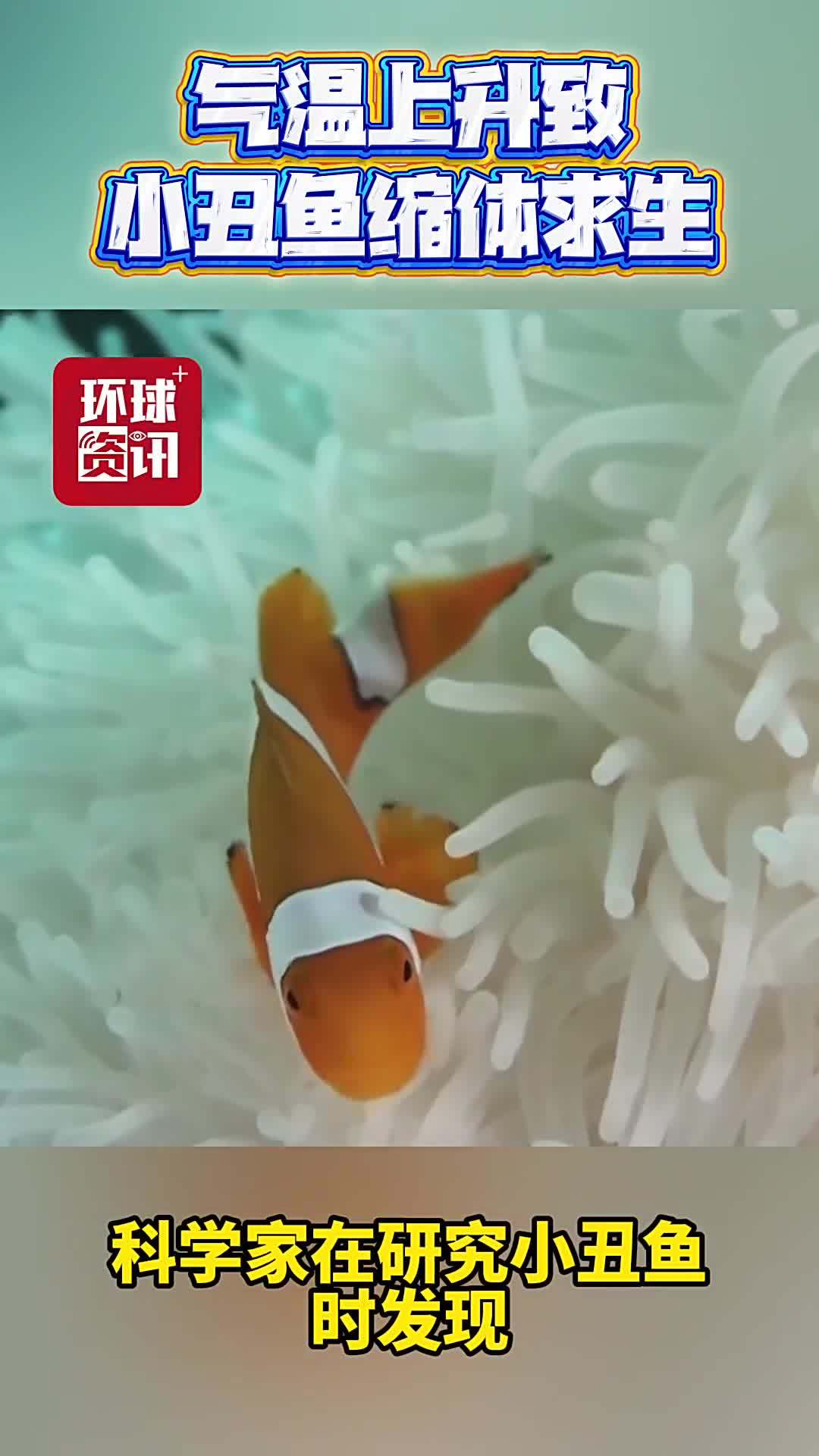 视频｜从小丑鱼到珊瑚 气候变化下的生命“变形记”