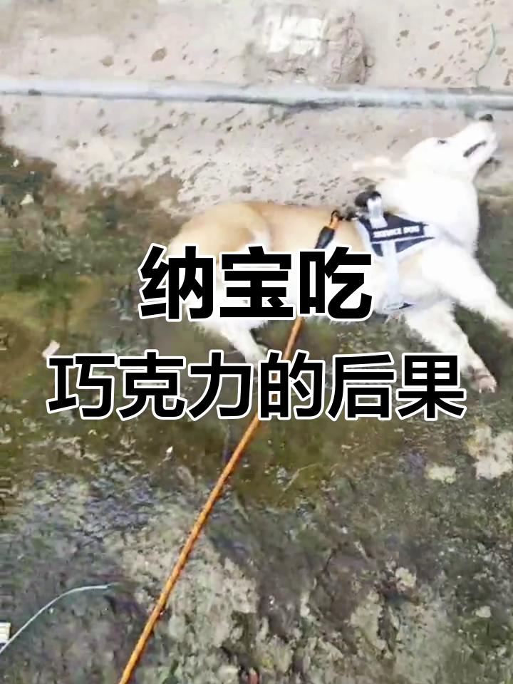 狗狗误食巧克力蛋糕,中毒危机!