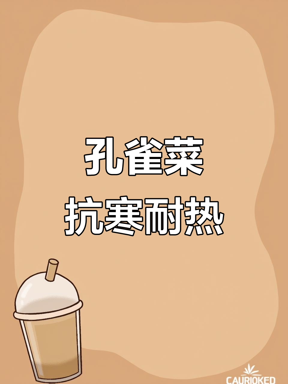 孔雀菜：油麦菜的独特品种，叶片如屏风般美丽