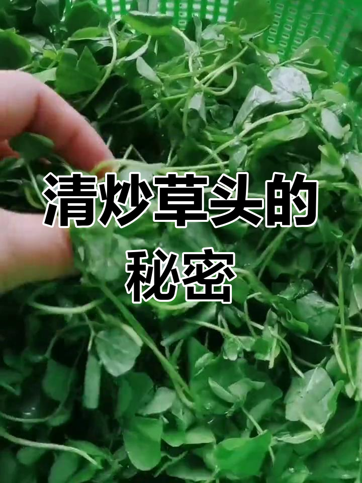 草头清炒,南方美味,助消化,肠道更健康