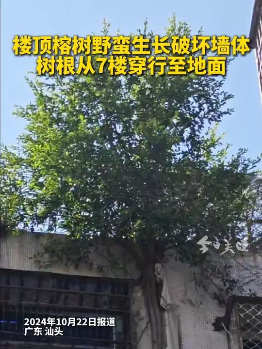 广东汕头金平区春杏路有业主反映,他们楼宇7楼楼顶外有棵榕树疯狂生长,发达的根系沿着两栋楼的