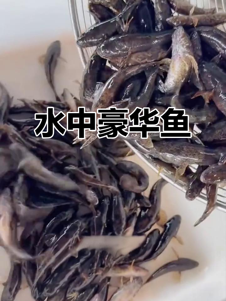沙塘鳢,淡水中的奢华之选,虎头鲨与呆子鱼的合体
