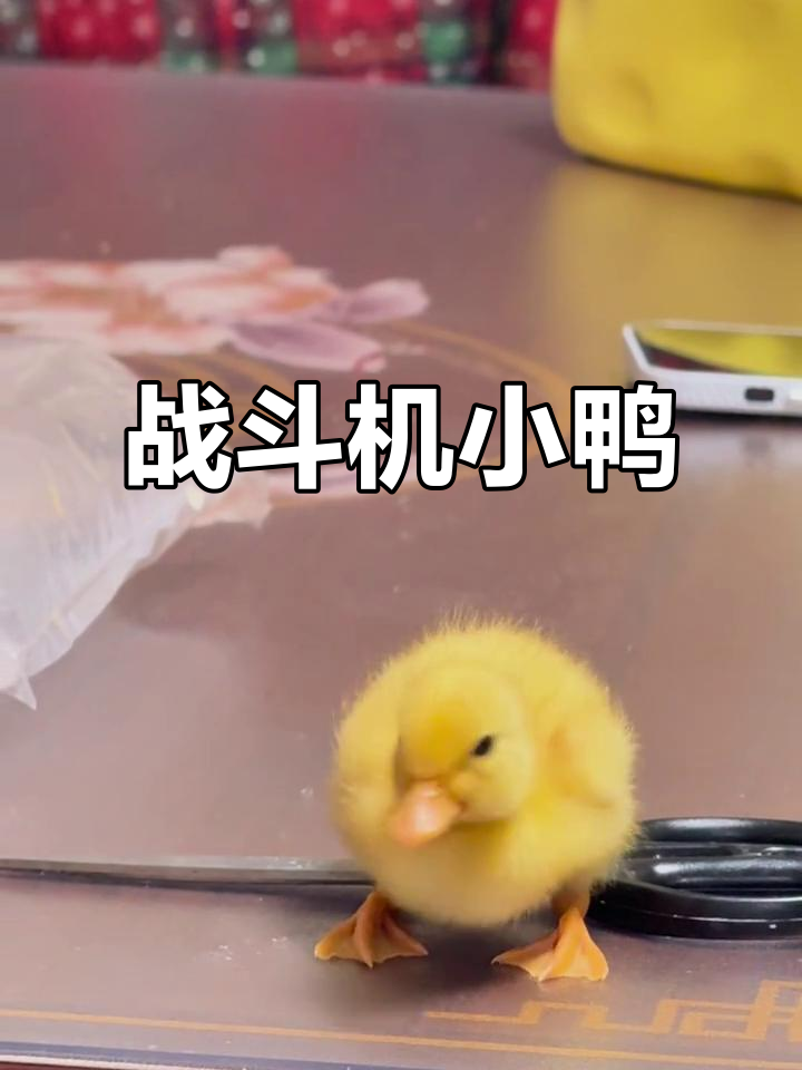 小鸭子拉屎时,像战斗机一样全力以赴!