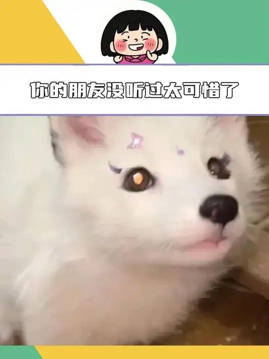 子乔,我听到狐狸的叫声了,快来听