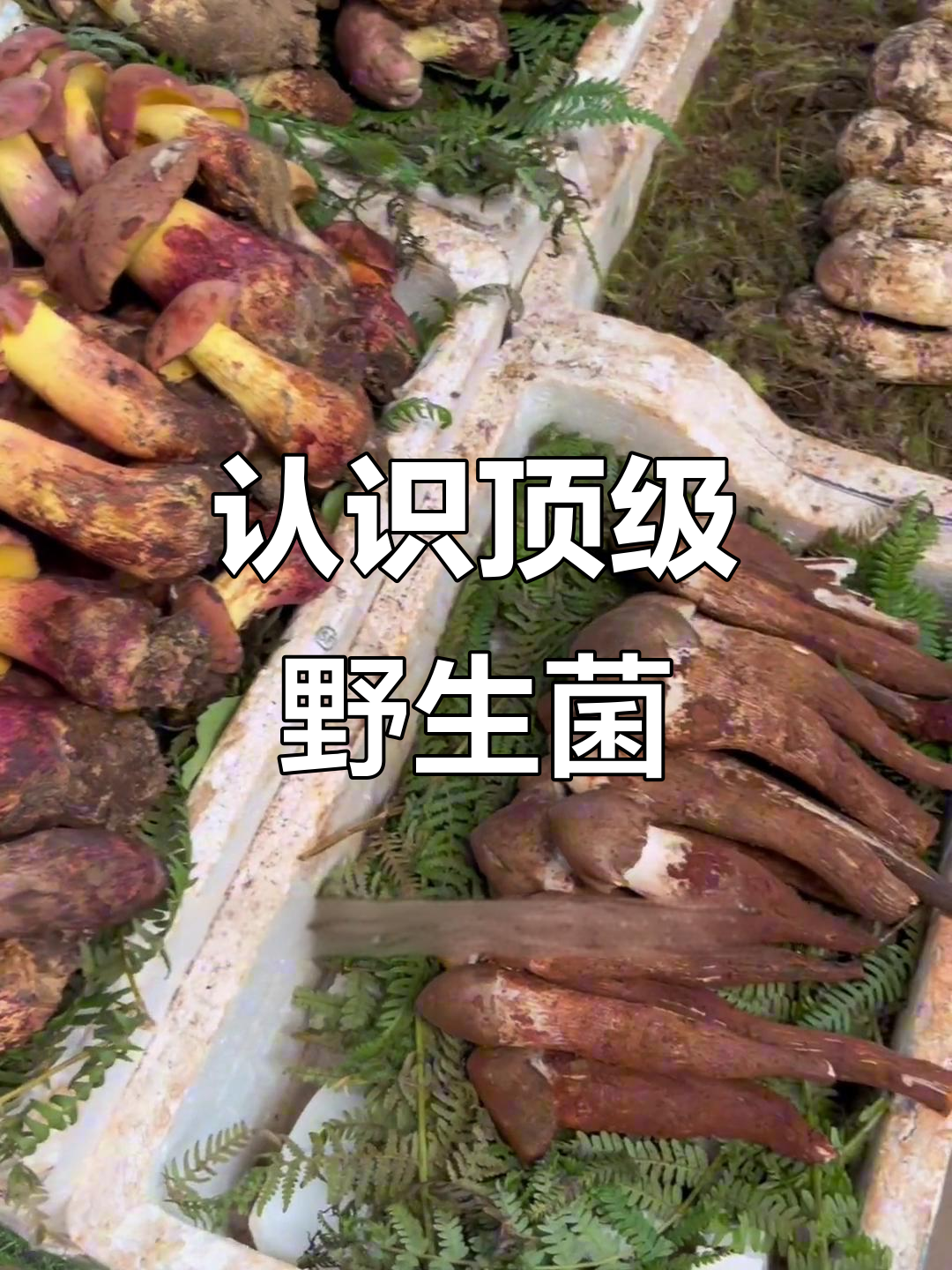 云南野生菌大揭秘:见手青、松茸等品种全解析