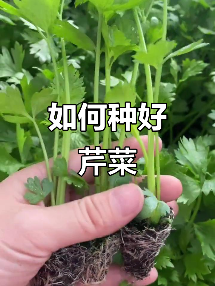 芹菜种植全攻略,轻松学会育苗与移栽技巧