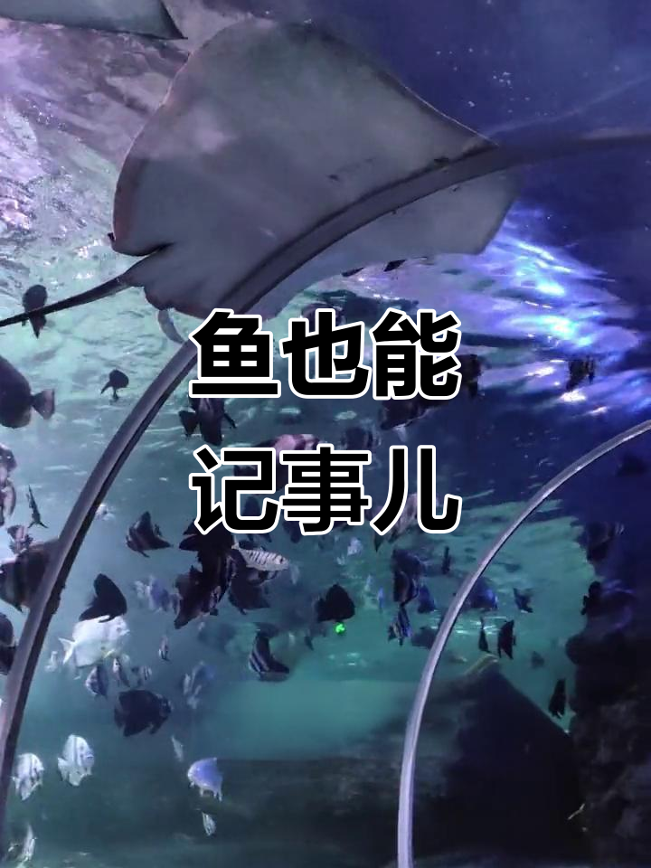 鱼的记忆不止7秒,海洋馆里的鱼能记住你!
