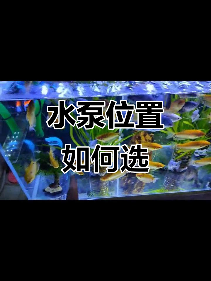 鱼缸水泵摆放技巧，避免水流紊乱