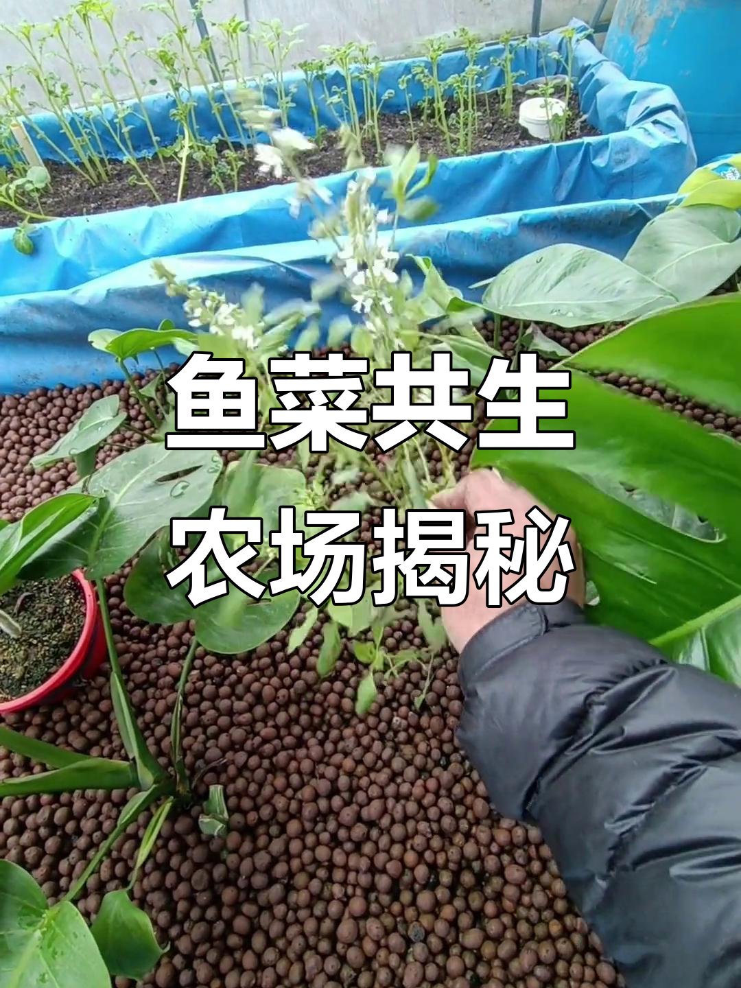 鱼菜共生农场:地下河与植物共舞,雨水中的奇迹