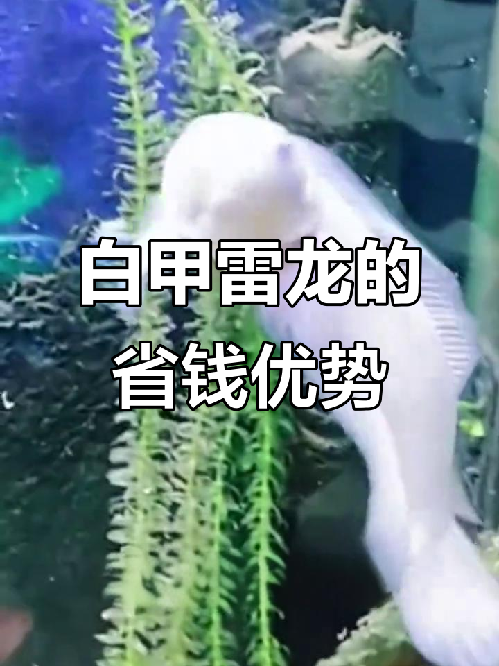 冬季养鱼不费电,白甲雷龙抗冻又省心