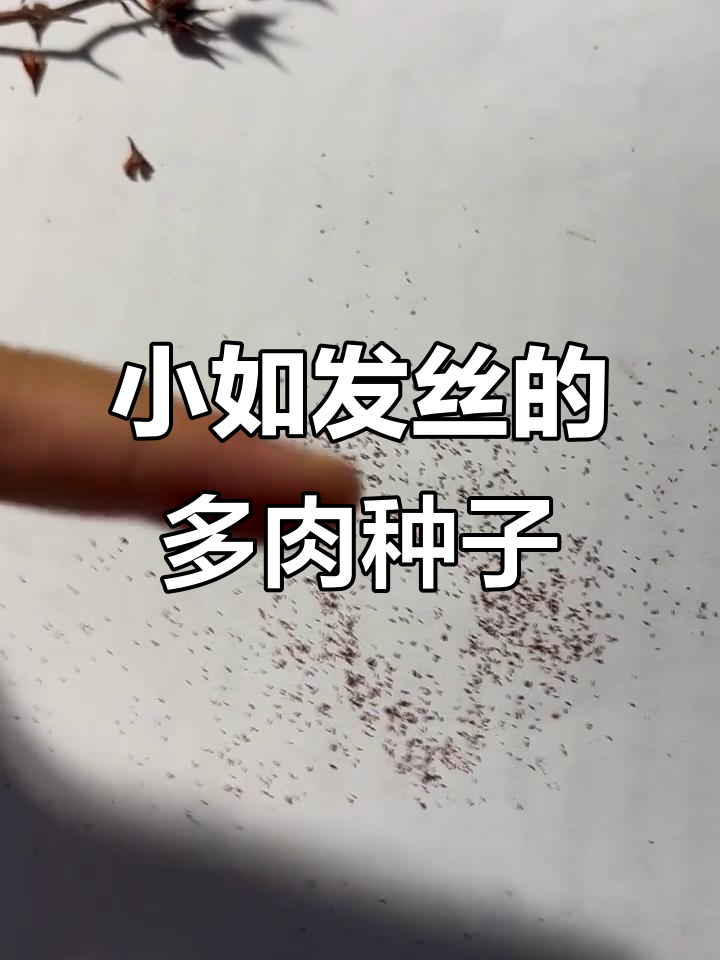 多肉种子小到让人崩溃,放大镜下的惊人真相