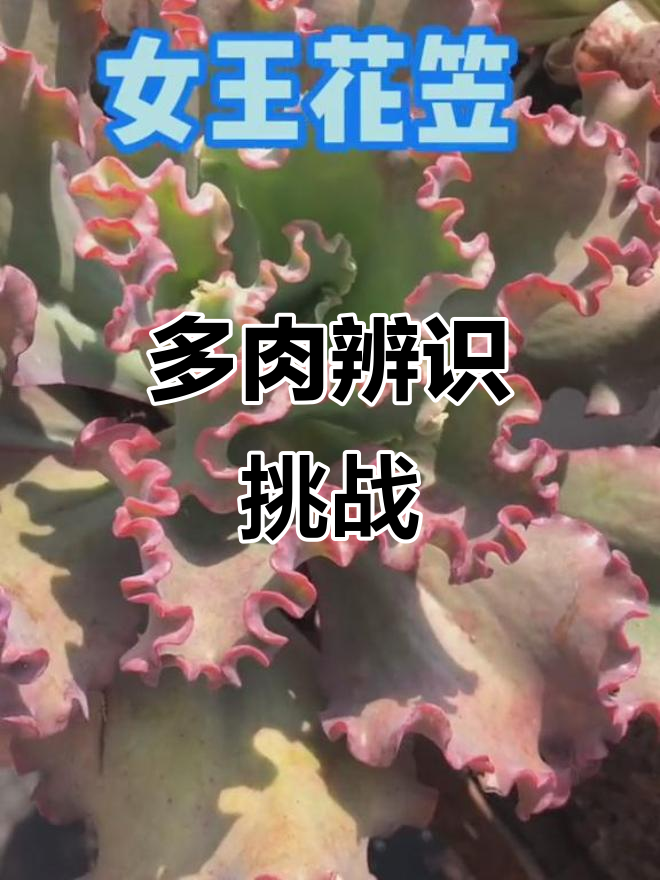 包菜多肉傻傻分不清？来试试你能认出几个！