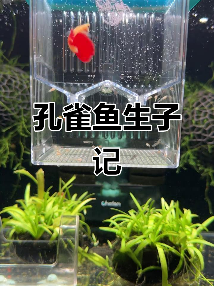 母孔雀鱼生崽,30条小鱼苗诞生!