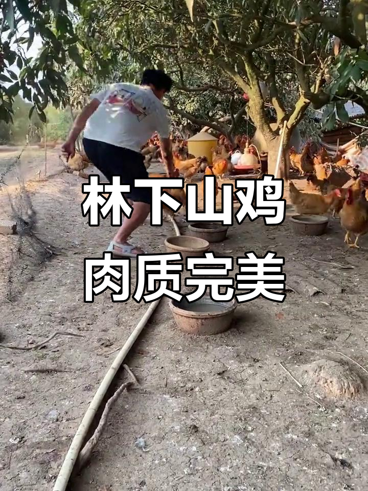 广西灵山土鸡,林下散养走地鸡,肉质鲜美