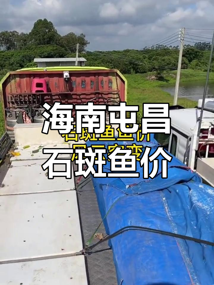 海南屯昌石斑鱼价格大变动,珍珠龙胆与东星斑最新行情