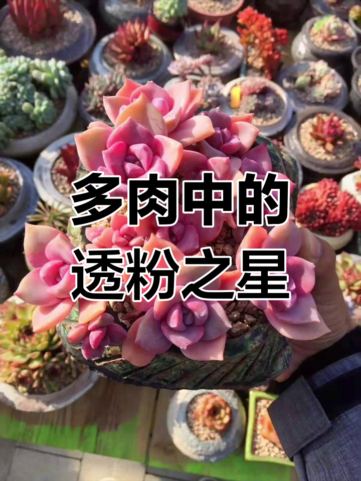 彩虹糖多肉:玫瑰之约与吉普赛女郎