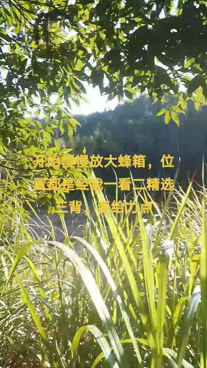 人生不容易只有靠自己才能得到你想要的东西 每天都记录我的农村真实生活日常 野生蜂蜜纯天然的