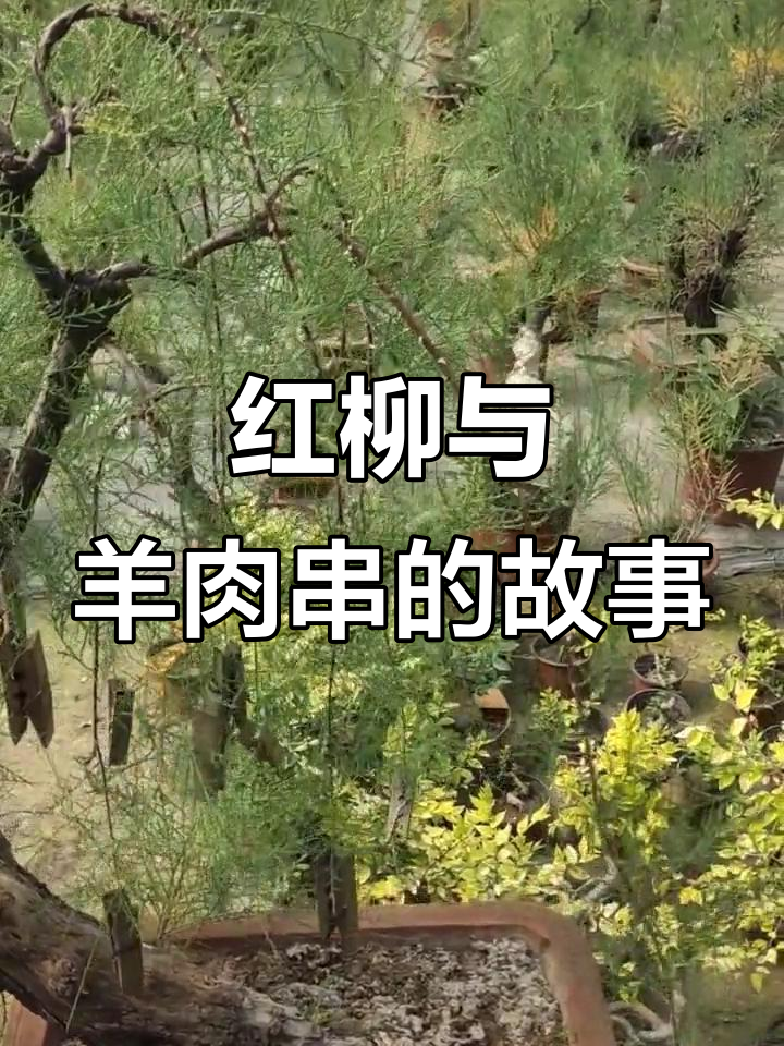 新疆红柳与羊肉串的奇妙缘分，看歪柳如何变身美食