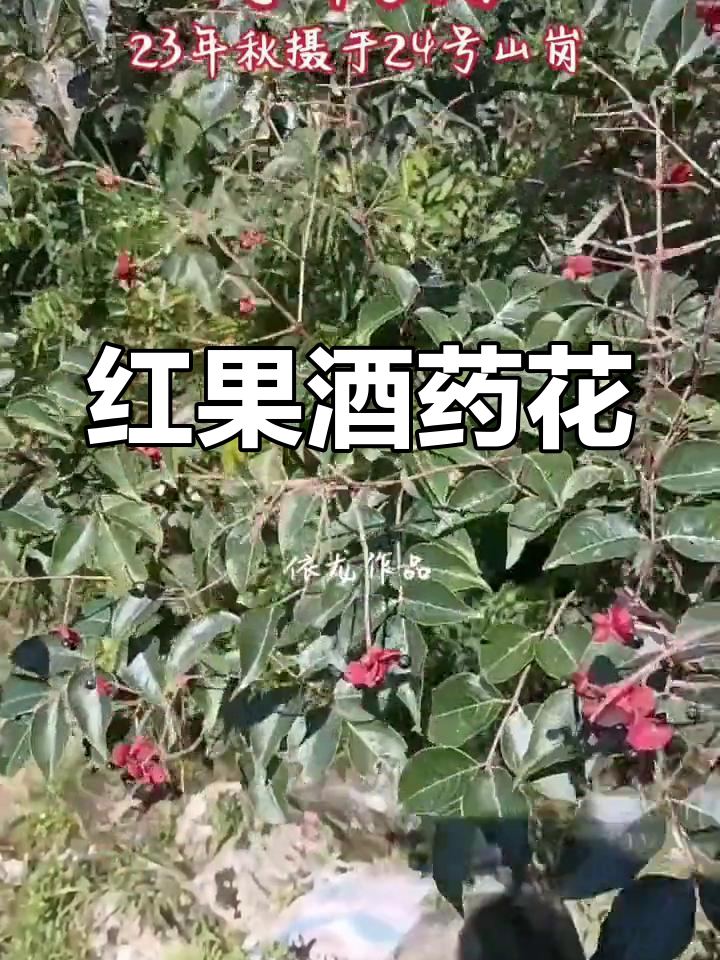 野鸦椿:多地异名,红果似鸡肾
