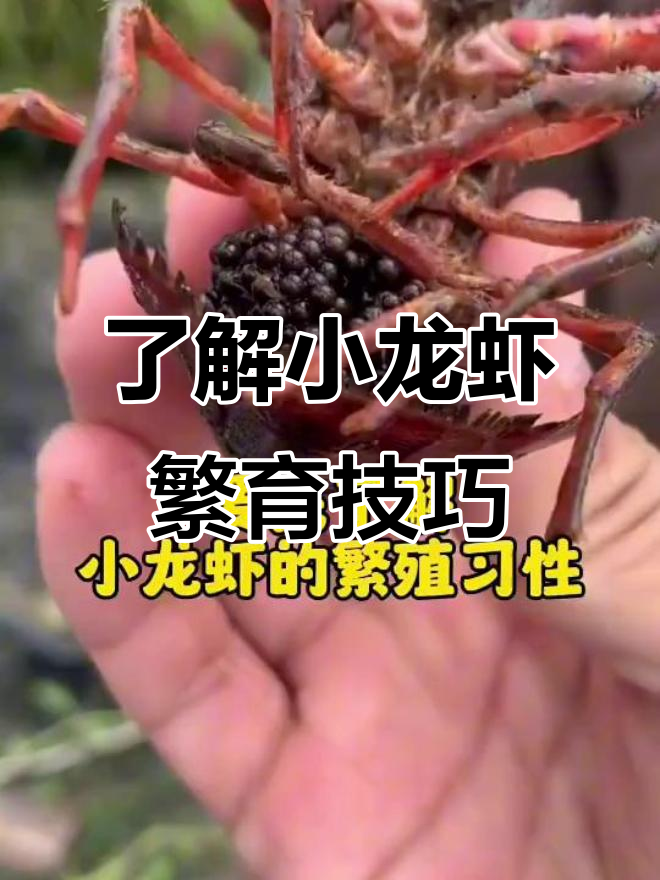 小龙虾繁殖习性揭秘:如何提高抱卵量与产卵效率