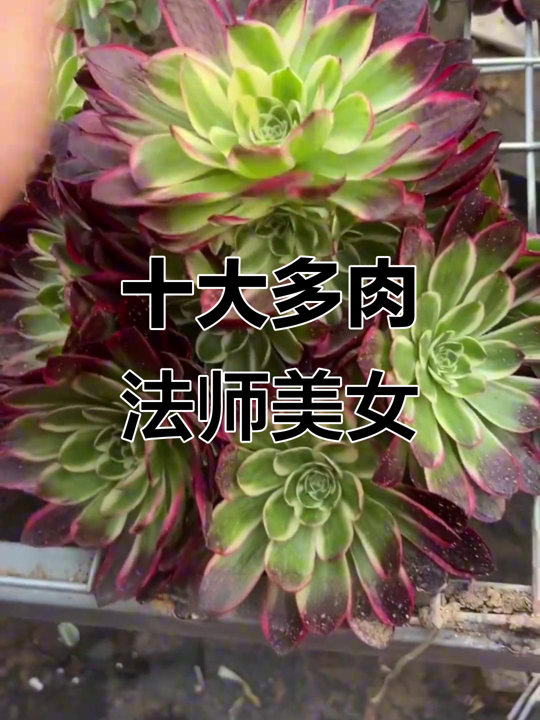 多肉法师颜值排行，十大最美品种大揭秘