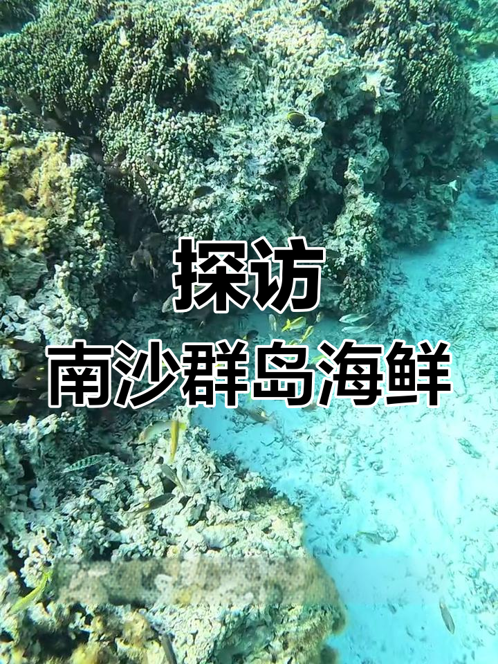 南沙群岛海鲜大揭秘:石斑鱼、海鳗与塔螺的奇妙之旅
