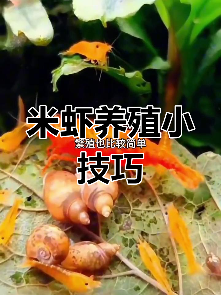 米虾适应性强,水温适宜即可繁殖,避免与大鱼混养