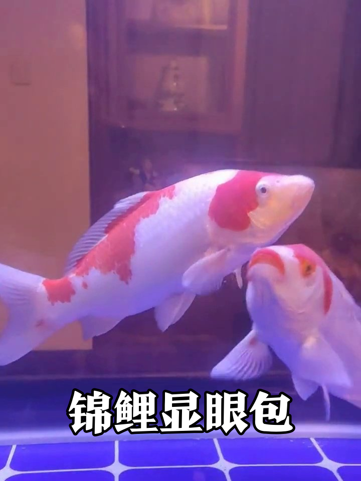 锦鲤C位争夺战:大佬贴贴秀恩爱,小红鱼沦为背景板